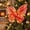 Red, variant on Cififendec Christmas Large Lighted Butterfly Ornament, Illuminated Fabric Butterfly Hanging Decor with Pearl Accent for Xmas Tree Hanging, 18.9"
