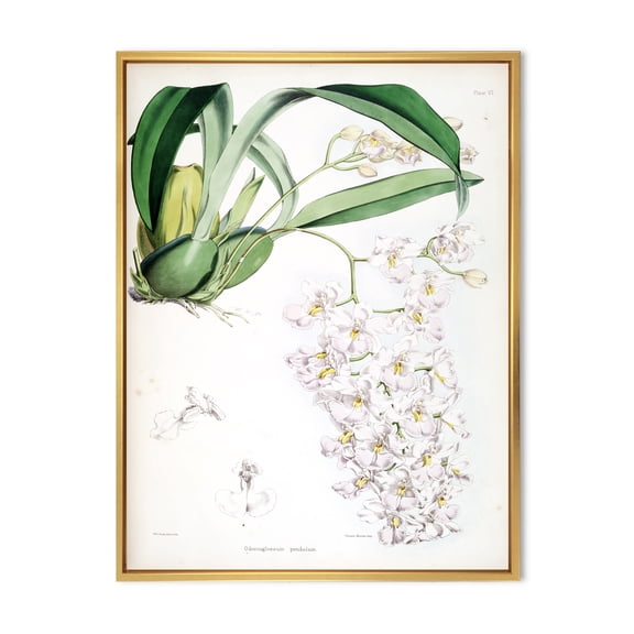 Designart 'Ancient White Orchid II' Traditional Framed Canvas Wall Art Print
