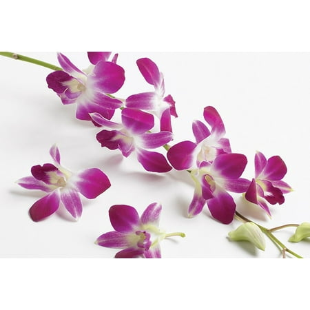 dendrobium orchid
