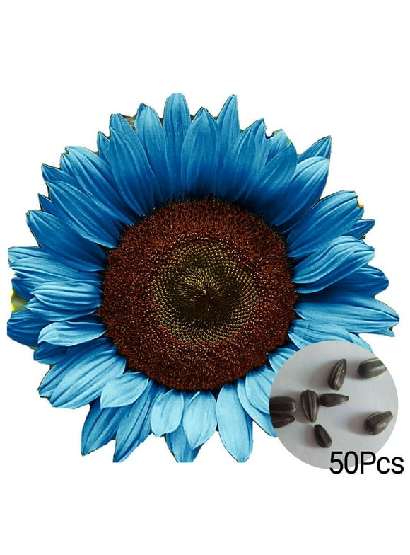 Sunflower Flower Seeds in Seed Gardening