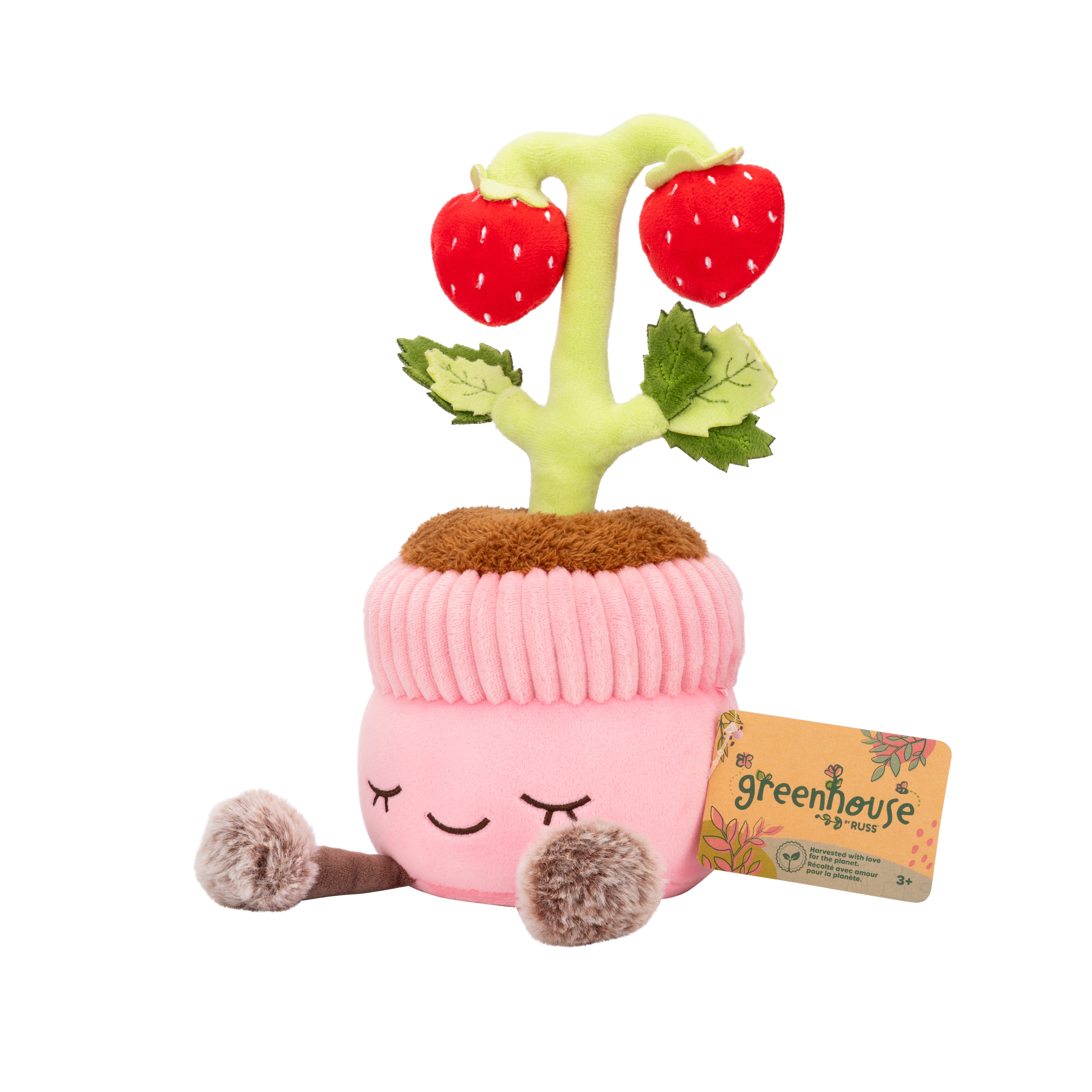 Greenhouse by Russ 12 inch Strawberry Plant in Watering Can
