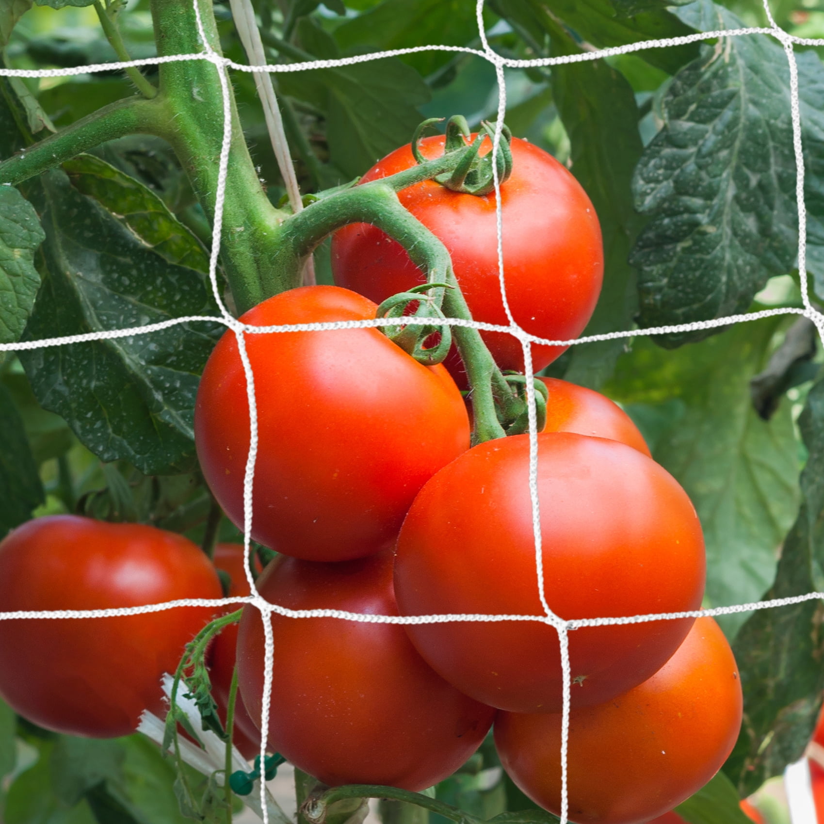 Durable and Versatile Polyester Trellis Netting for Climbing Plants, Flower, Fruits and Vegetables ( 6" x 6" Mesh - 5' x 350' Size)