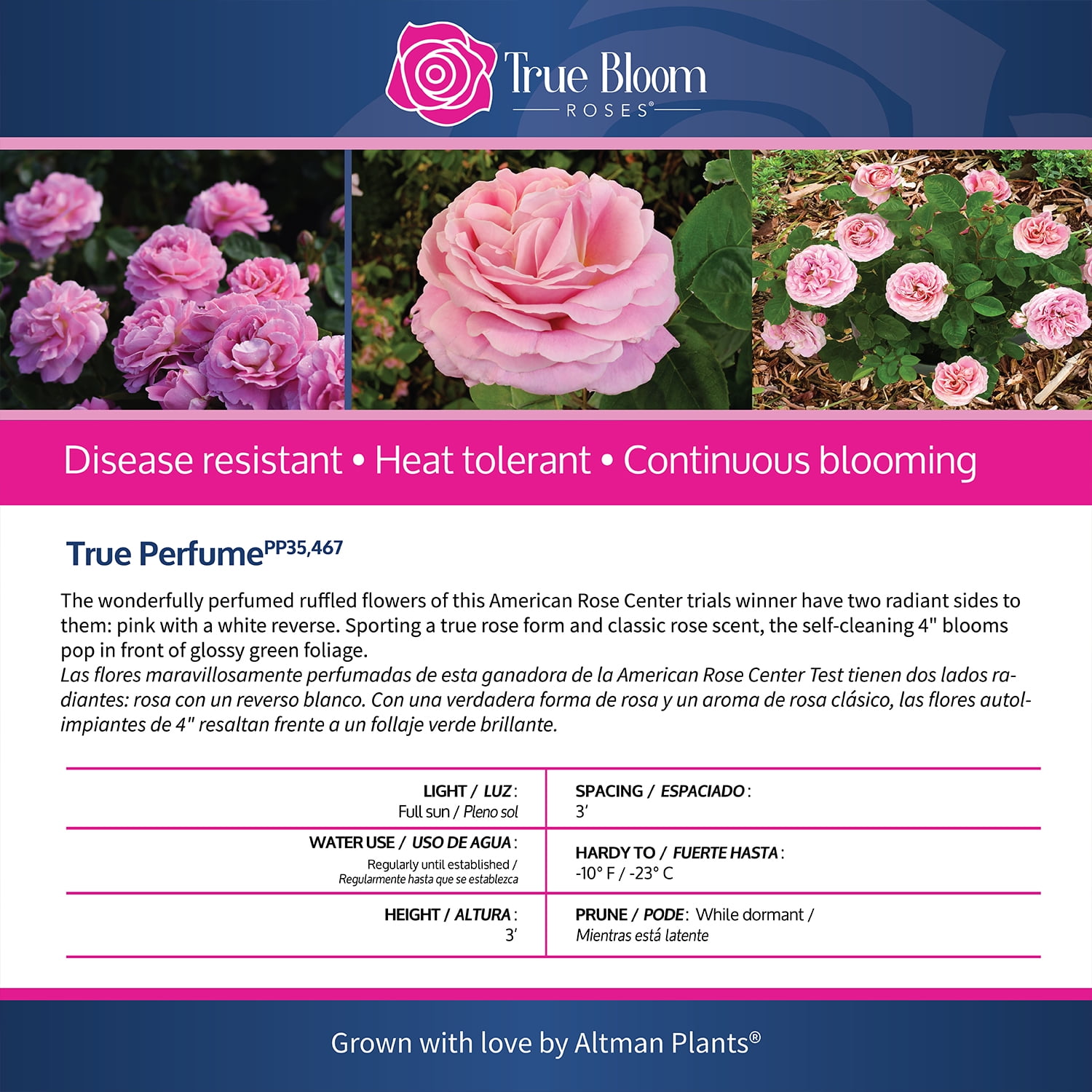True Bloom by Altman Plants 'True Perfume' PP28929, Pink Rose Bush, 8qt. Pot, Live Roses, Full Sun