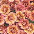 thumbnail image 2 of Proven Winners 4" Orange Superbells Double Vintage Coral Calibrachoa Live Plant in 4.25" Pot (4 Count), 2 of 8
