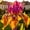 C, variant on Premium Iris For Planting-Perennial Ornamental-Perfect for Beds-Garden Decoration(Non-Artificial)