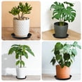thumbnail image 5 of 20 Pack Black Plant Saucers – 6, 8, 10, 12 Inch Plastic Trays for Pots, Indoor & Outdoor Drip Trays for Water Drainage & Floor Protection, 5 of 7