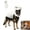 White, variant on Dog Dinosaur Costume, Glow in Dark Skeleton Halloween Costume for Dogs, Large Dog Costumes, Soft Plush T-Rex Pet Outfit (Green, 35.4in)