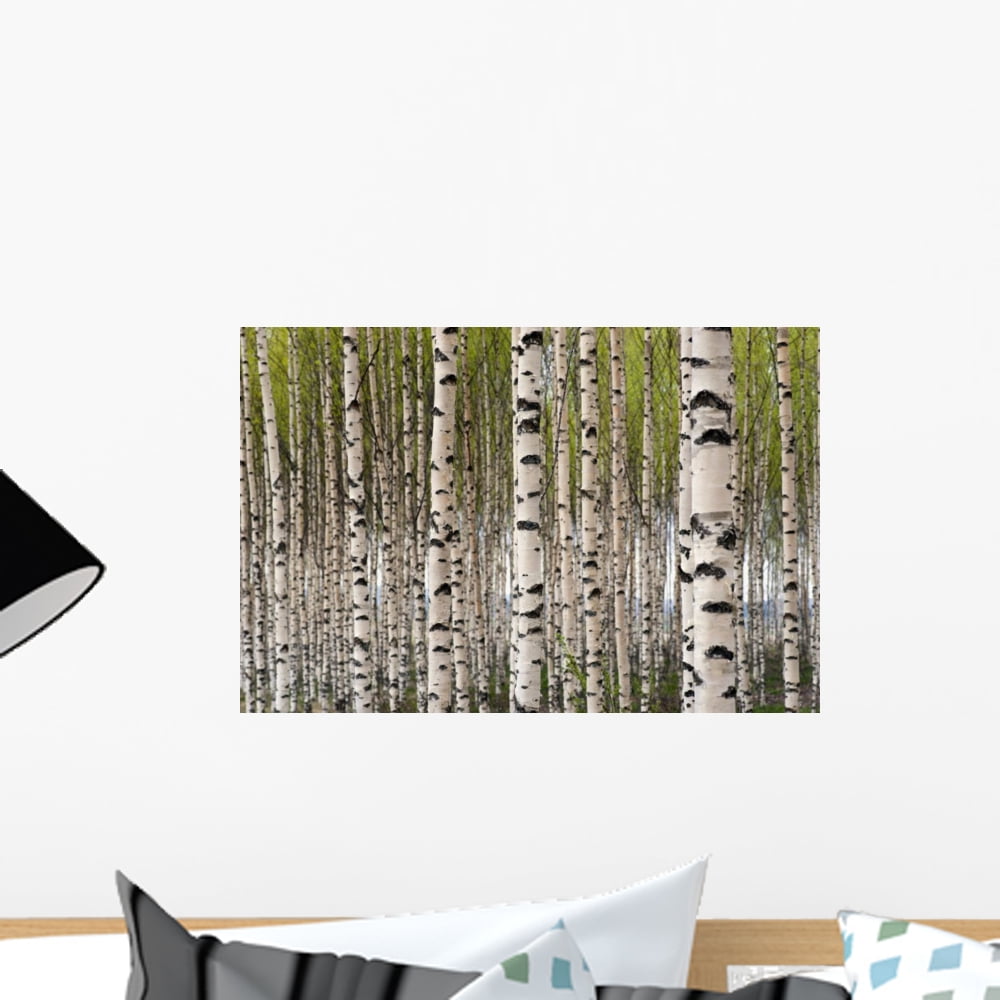 Birch Trees Wall Decal by Wallmonkeys Peel and Stick Graphic (18 in W x 12 in H) WM109120