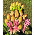 thumbnail image 2 of Red Milkweed Butterfly Asclepias rubra Bog Plant Premium Seed Packet Monarch, 2 of 2