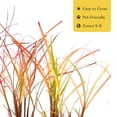 thumbnail image 5 of 3 Adagio Maiden Grass – Compact Clumping Ornamental Grass with Pink Plumes for Borders, Containers & Mass Plantings (Miscanthus sinensis ‘Adagio’) in 3.5″ Cubes, Live Plants, 5 of 8