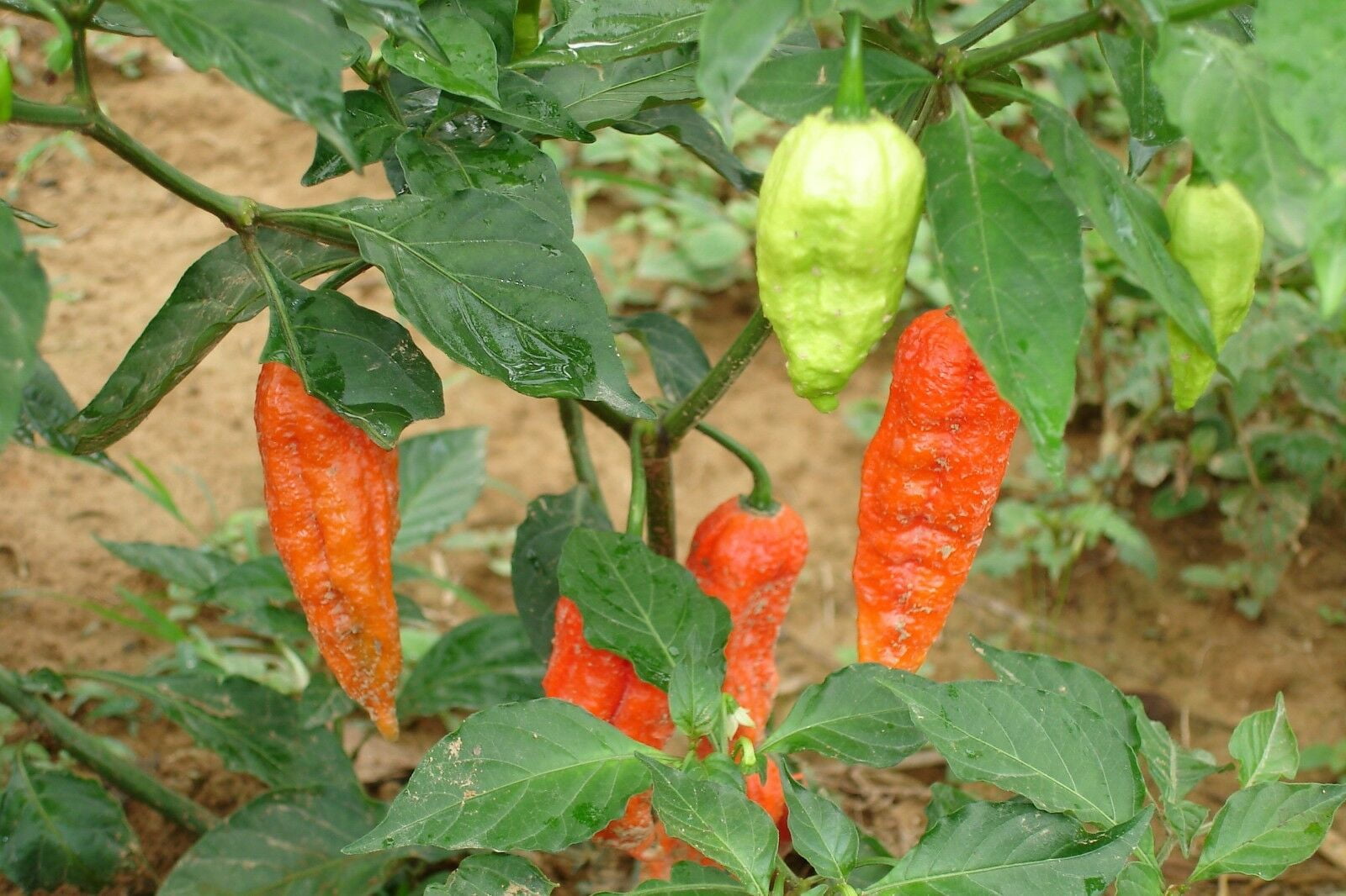 Ghost Pepper Crushed / Dried Ghost Chili Flakes - Quality Guaranteed 1lb