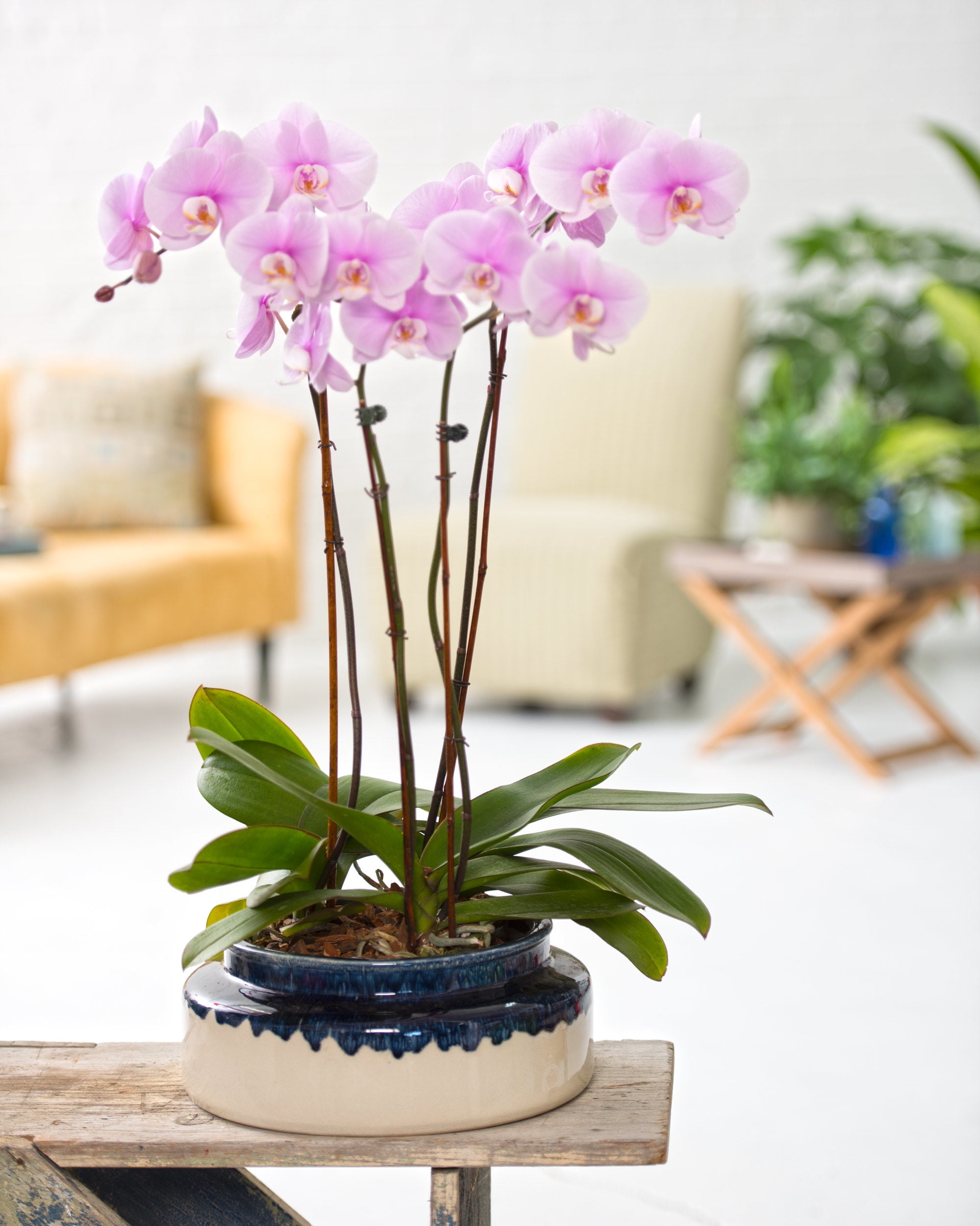 Short Kennebunk Ceramic Orchid Cachepot by
