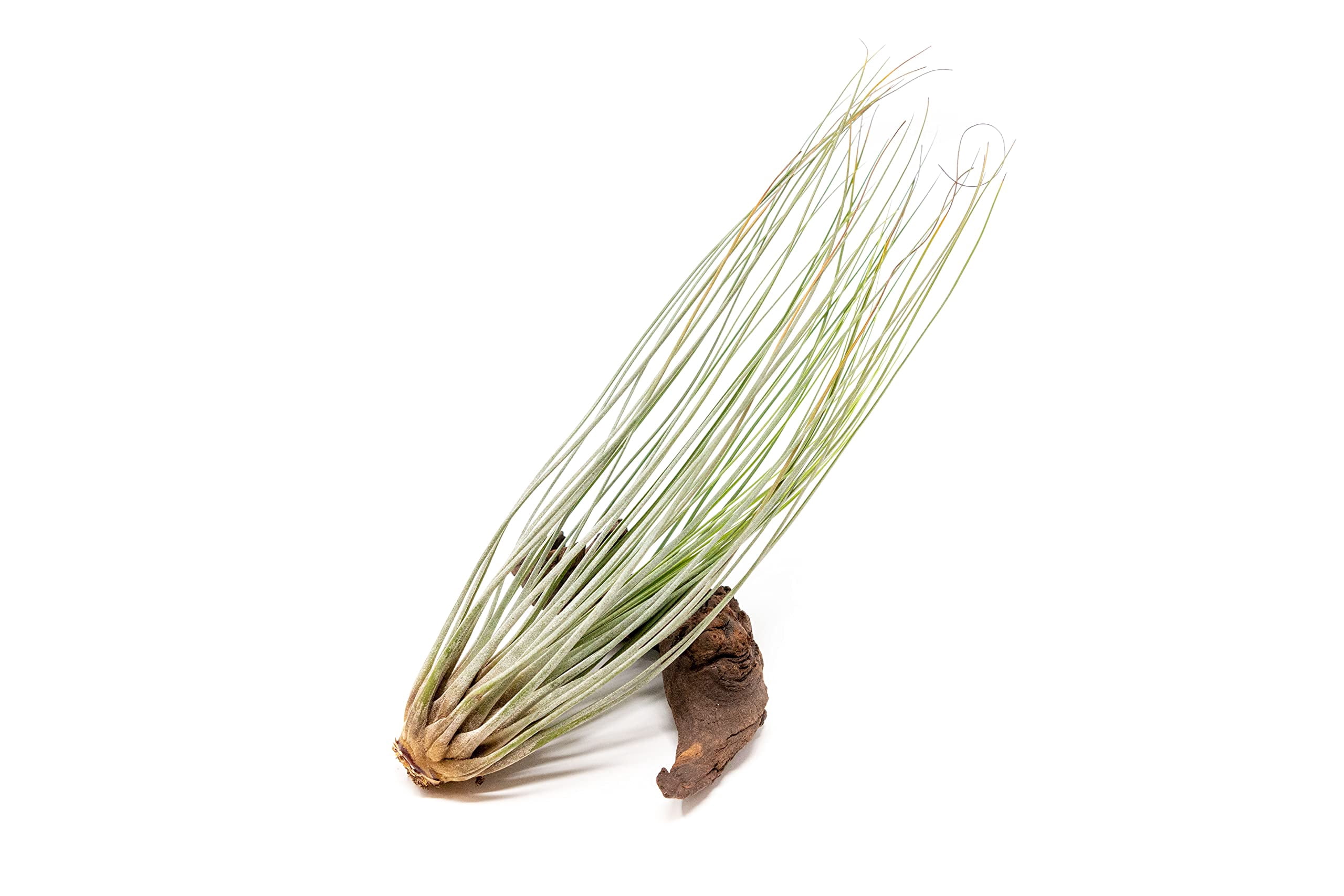 Large Juncea Air Plants 8 to 10 Inches - Live Succulent House Plants - Available in Wholesale and Bulk - Home and Garden Decor - Easy Care Indoor and Outdoor Plants (Pack of 25)