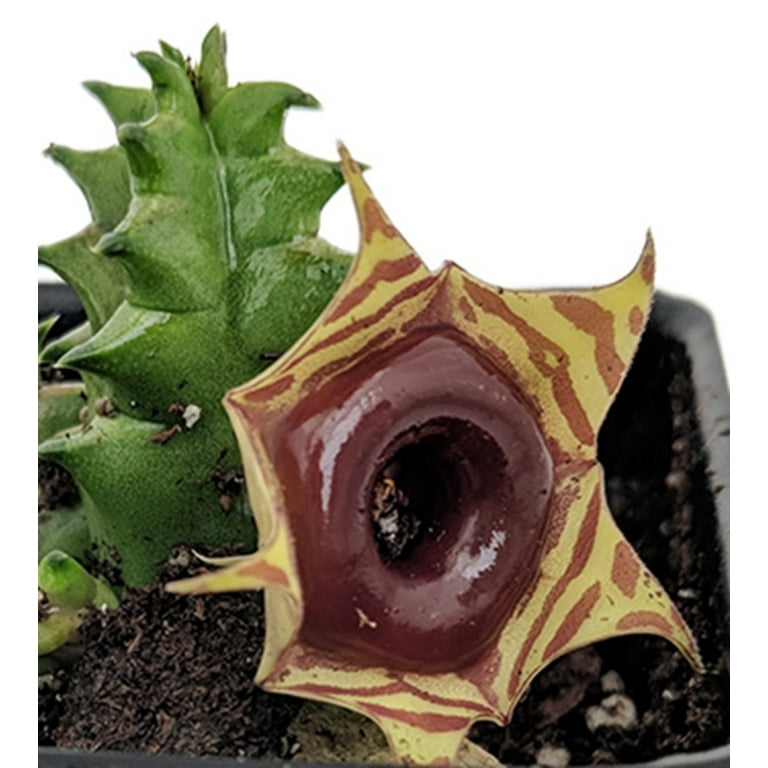 Hirt's Gardens, Lifesaver Succulent Plant, Huernia, 2.5" Pot - Walmart.com