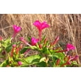 thumbnail image 4 of TomorrowSeeds - Pink Four O' Clock Seeds - 100+ Count - For 2026 Planting Mirabilis Jalapa Solid, 4 of 9