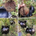 thumbnail image 3 of 6Pcs Assisted Cutting Rooting Plant Rooting Device, Reusable Root Growing Box Plant High Pressure Propagation Ball,Plant Propagation Air-Layering Pod,, 3 of 5