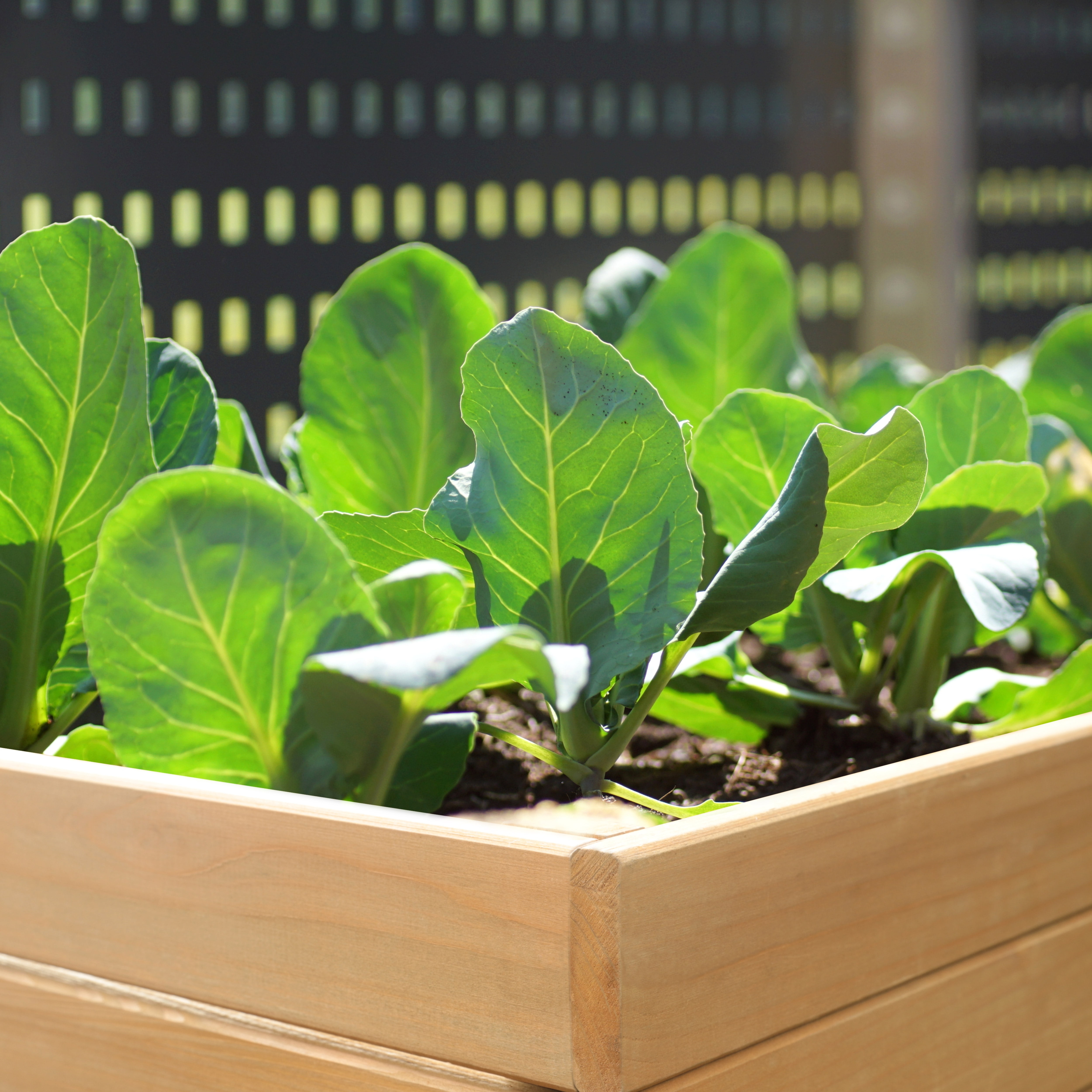 VEIKOUS 71" Raised Garden Bed, Outdoor Cedar Wood Elevated Planter Box W/ 6 Legs, Natural