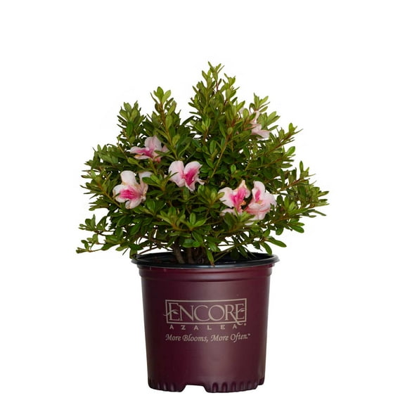 Encore Azalea Autumn Chiffon (1 Gallon) Flowering Shrub - Full Sun Live Outdoor Plant
