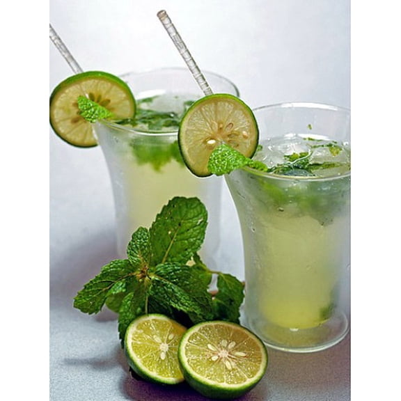 Mojito Mint Plant - Mentha villosa - Grow Indoors or Out - Live Plant - 3" Pot