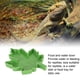 thumbnail image 4 of Bandeja Para Beber Para Mascotas, Alimentador De Agua Para Reptiles Inodoro, Seguro Y Duradero Con Forma De Hoja De Arce Para Interiores, 4 of 7