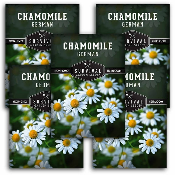 5 Packs German Chamomile Seeds - Matricaria Chamomilla - Heirloom Annual Full Sun Herb