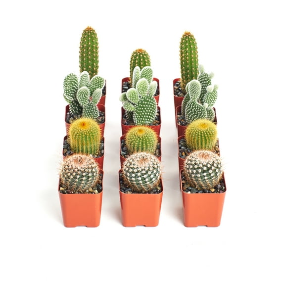 Home Botanicals Cactus Collection (Collection of 12)