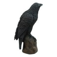 thumbnail image 3 of Ebros Statue Gothique de Raven Corbeau Pécheur Oiseau Perché sur Rocher Figurine 6"H, 3 of 5