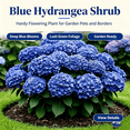 thumbnail image 2 of Hydrangea Shrub, Shade Plant for Gardens-Easy Grow-Low Maintenance-Ideal for Beds Borders, Plant Pots & Planters, 2 of 5