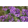 thumbnail image 4 of Seedville 100 Purple England Aster Flower Seed, Attracts Birds, Bees, Butterflies, 4 of 10