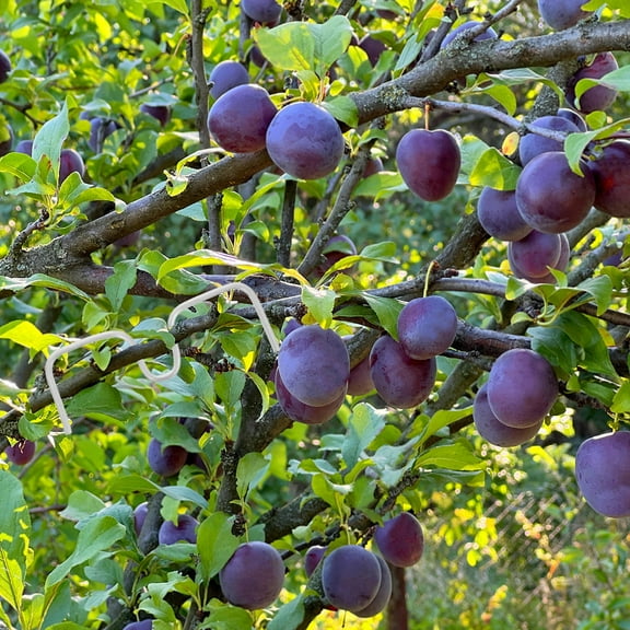 ETHZZLE 14Pcs Branch Limb Spreaders for Fruit Trees Garden Branch Shaping and Support Tool