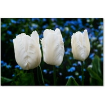 Trademark Fine Art "Three Parrot Tulips" Canvas Art by Kurt Shaffer