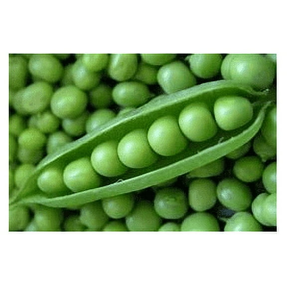 Pea Lincoln Great Heirloom Vegetable by Seed Kingdom Bulk 1 Lb Seeds