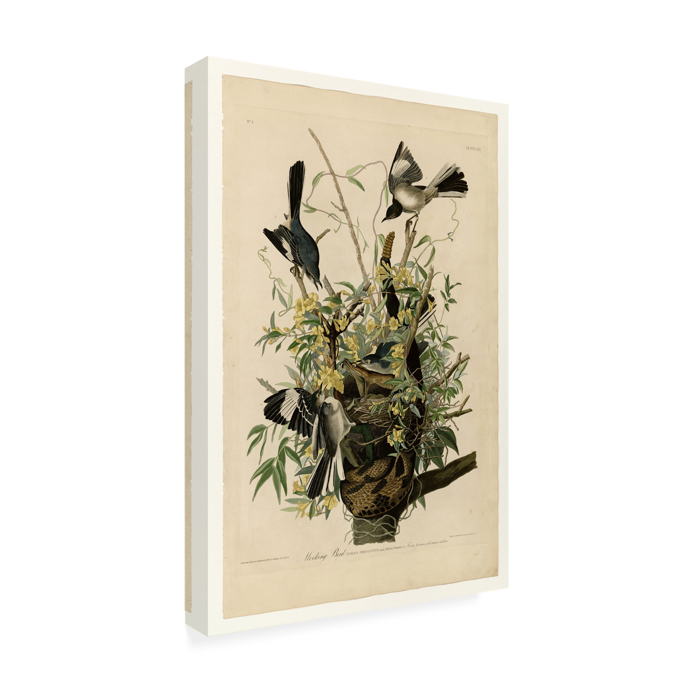 John James Audubon 'Mocking Birds and Snake II' Canvas Art