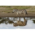 thumbnail image 2 of Jones, Adam 18x13 White Modern Wood Framed Museum Art Print Titled - Burchells Zebra and reflection-Equus burchellii-Serengeti National Park-Tanzania-Africa, 2 of 4