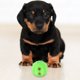 thumbnail image 3 of KAKOWELY Juguete interactivo con sonido chirriante para perros, pelota dispensadora de golosinas y comida, juguete de entrenamiento para perros, 3 of 5