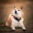 thumbnail image 2 of Dsscvnef Medium Size Pet Circular Diamond Dog Tag Loss Information Tag DIY Handwritten Love Pendant, 2 of 6
