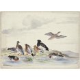 thumbnail image 2 of Pieter Holsteyn I 24x18 Black Ornate Framed Double Matted Museum Art Print Titled: Eight Ducks of Different Types on the Water, 2 of 5