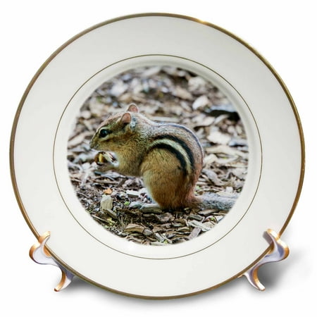 Not Porcelain - 3dRose Chipmunk eating a nut - Porcelain Plate, 8-inch