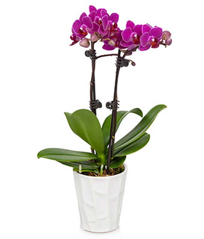 200 pcs  Phalaenopsis Orchid Flowers Seed Bonsai pot  Seeds Senior Ornamental ho 