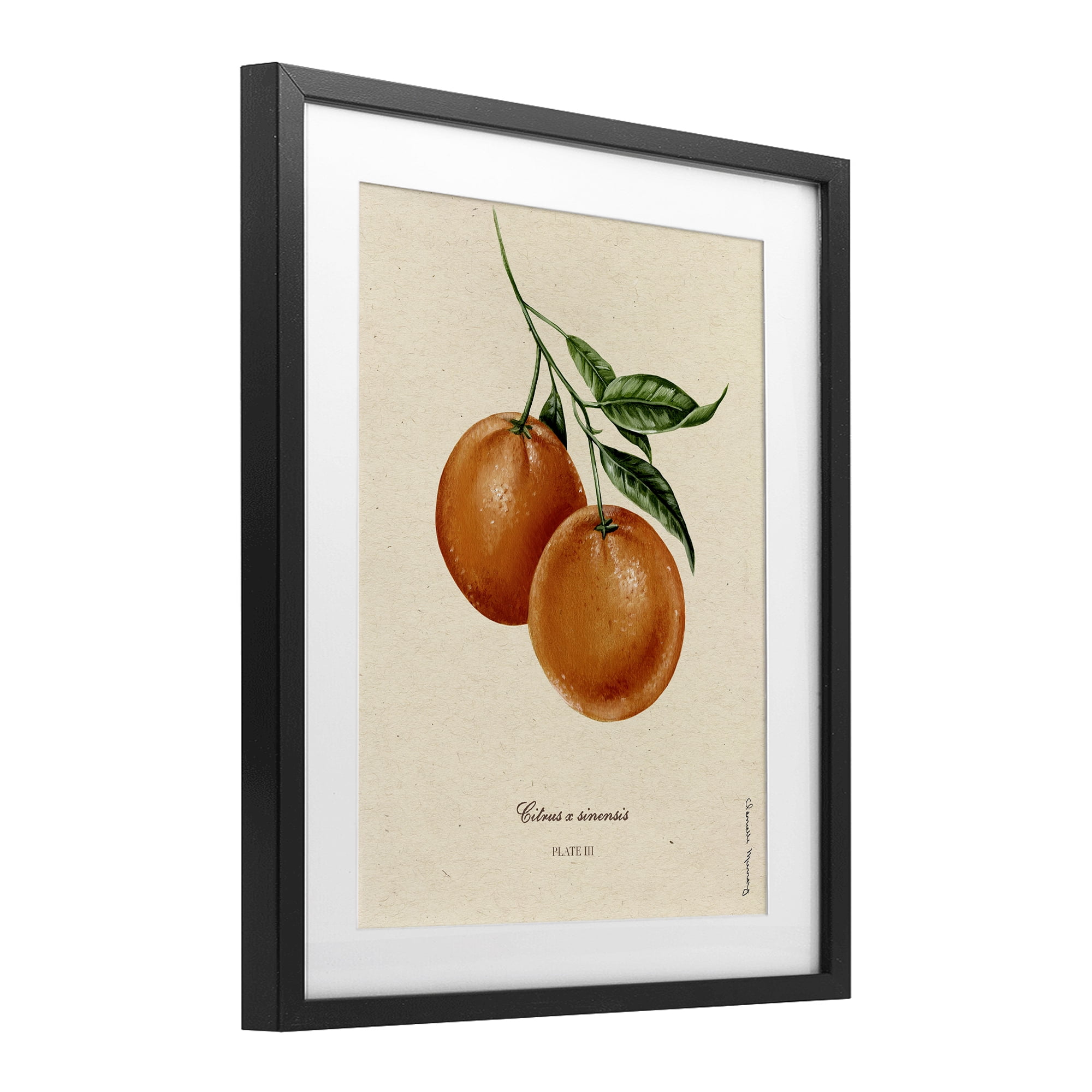 Stupell Industries Orange Fruit Portrait Black Framed Print Under Glass, design by Danielle Murray
