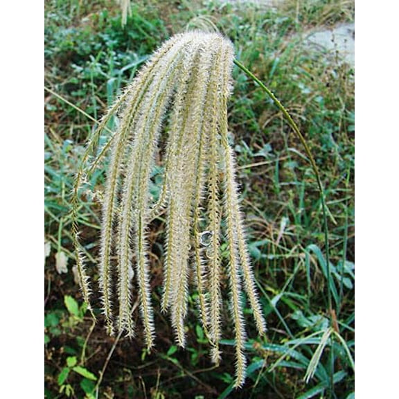 50 Weeping Sword Grass Seeds for Planting - Paspalum saccharoides - Ornamental Grass