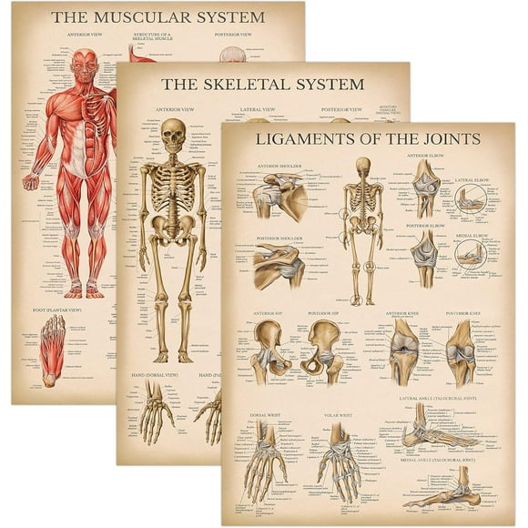 shiyou-3 Pack - Vintage Muscle + Skeleton + Ligaments of the Joints Anatomy Poster Set - Muscular and Skeletal System Anatomical Charts - Laminated 18" x 24"
