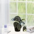 thumbnail image 4 of Pklyzj Clearance Simulation Fittonia Verschaffeltii Pot Home Living Room Decoration Pot Fresh Small Green Plant Fake Plants Grocery & Essentials, 4 of 6