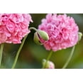 thumbnail image 2 of 300 Seeds Organic ROSE PEONY POPPY Pink Papaver Peoniflorum Flower Seeds, 2 of 6