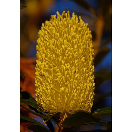 Framed Art For Your Wall Nectar Australia Banksia Yellow Native