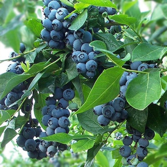 Titan™ Rabbiteye Blueberry - Vaccinium ashei 'T-959'