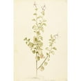 thumbnail image 2 of Laurens Vincentsz. van der Vinne 17x24 Gold Ornate Framed and Double Matted Museum Art Print Titled - Flowering Pelargonium (1668 - 1729), 2 of 4