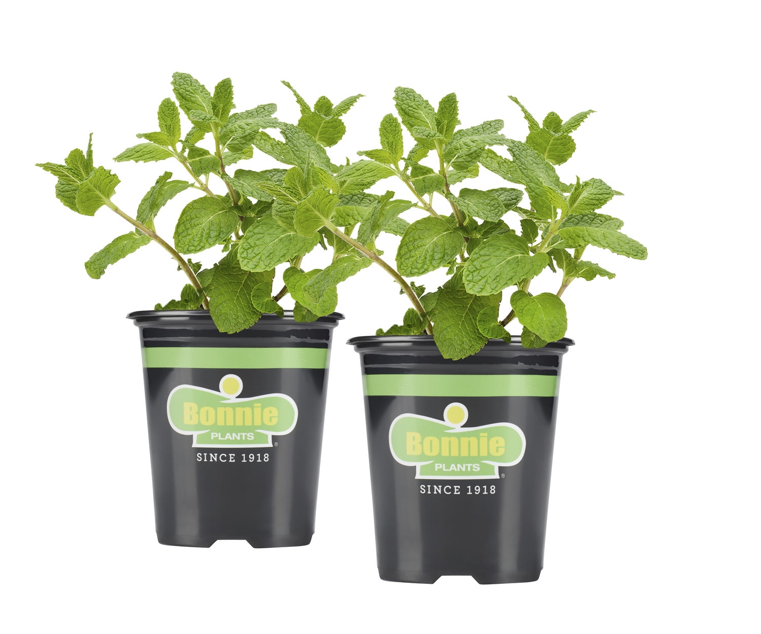 Bonnie Plants Sweet Mint 19.3 oz. 2pack