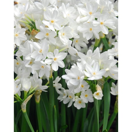 Ziva Paperwhites - 10 bulbs