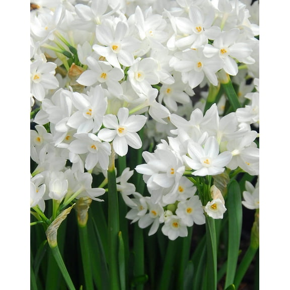 Ziva Paperwhites - 10 bulbs